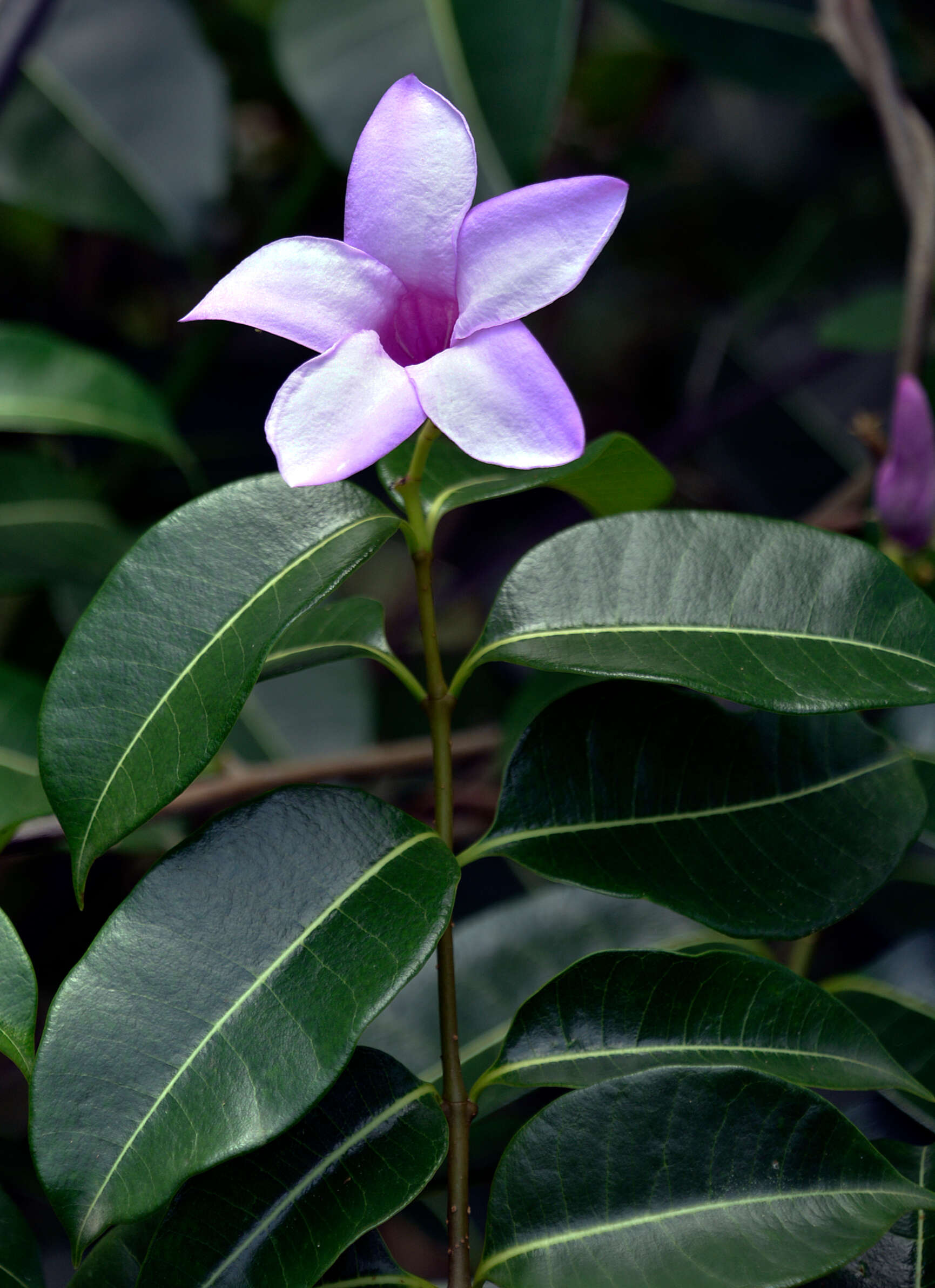 Imagem de Cryptostegia madagascariensis Boj.