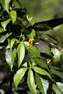 صورة Cyclanthera pedata (L.) Schrad.