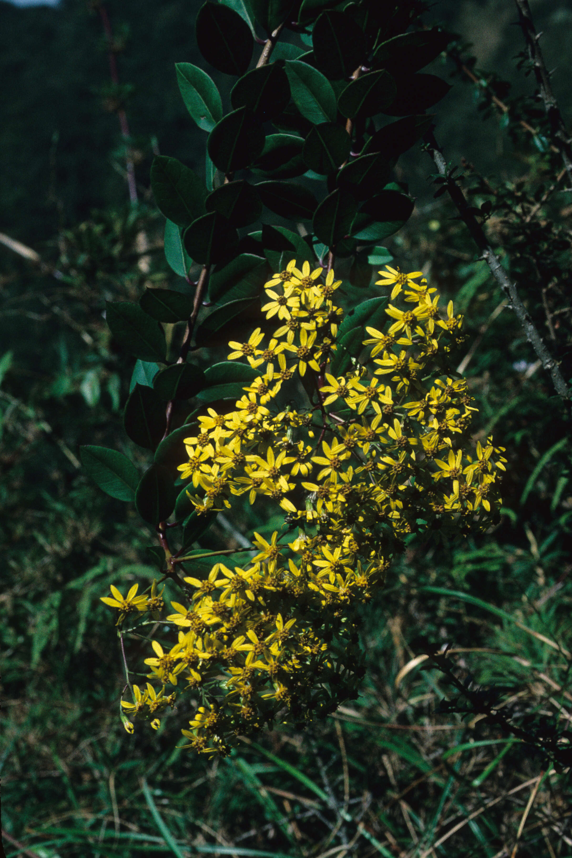 Image of Pentacalia epiphytica (O. Kuntze) Cuatrec.