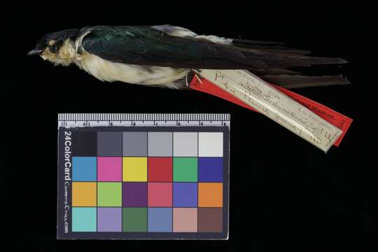Image of Hispaniolan Golden Swallow