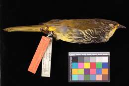 Image of <i>Pycnonotus striatus arctus</i> Ripley 1948