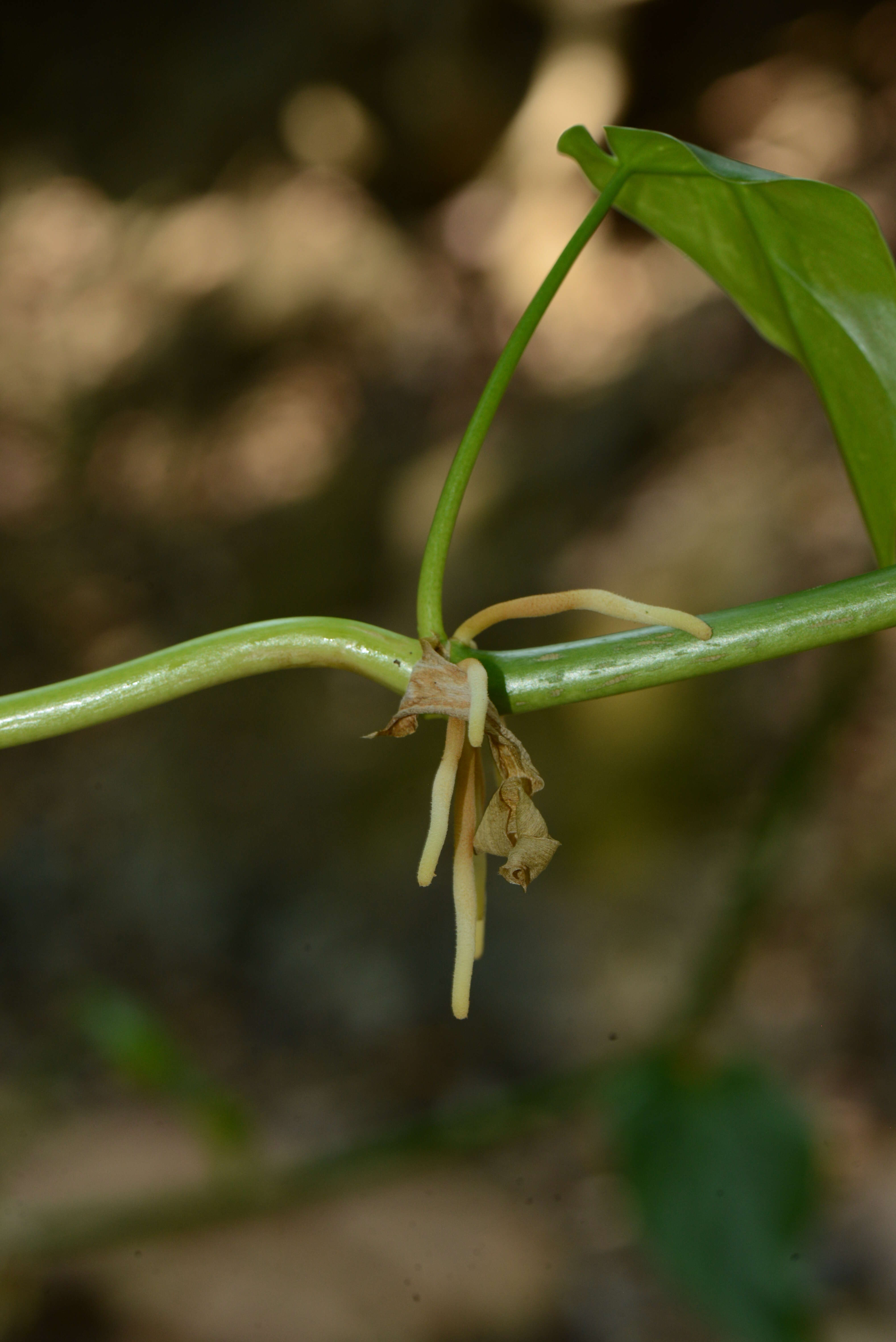 Image of Araceae