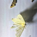Image of swallow-tailed moth