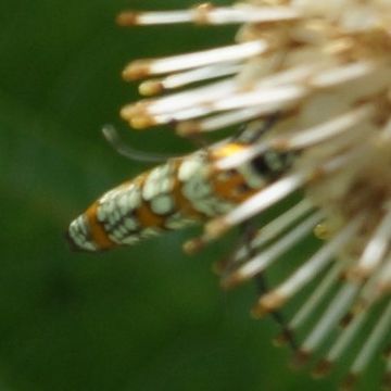 18.https www inaturalist org photos 1000087.580x360