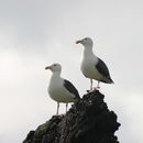 Image of Larus marinus Linnaeus 1758