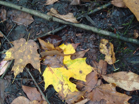 18.https www inaturalist org photos 1000444.580x360