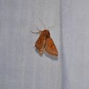 Image of American Ear Moth