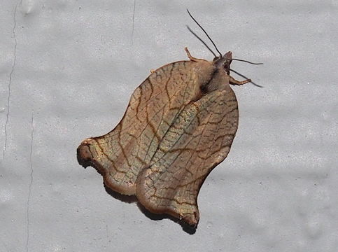 18.https www inaturalist org photos 1001657.580x360