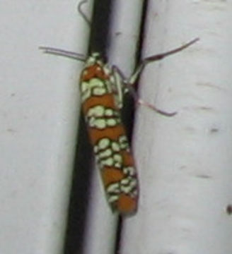 18.https www inaturalist org photos 1002116.580x360