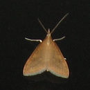 Image of Udea rubigalis Guenée 1854