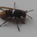 Image of European hornet