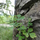 Image of <i>Chelidonium majus</i>