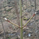 Image of <i>Acer pensylvanicum</i>