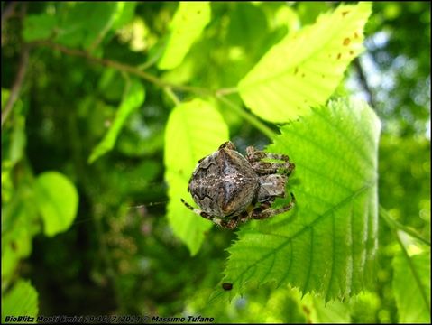 Image of <i>Araneus angulatus</i> Clerck 1757