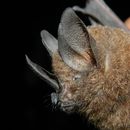 Image of long-legged bat