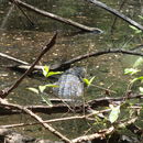 Image of Belize Crocodile