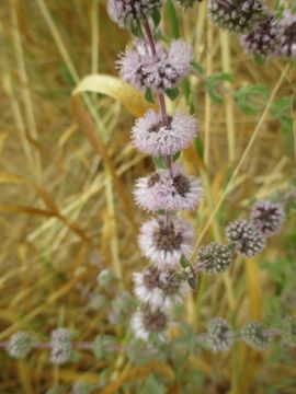 Image of <i>Mentha pulegium</i>