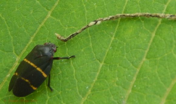 18.https www inaturalist org photos 1003648.580x360