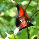 Image of Campephilus guatemalensis (Hartlaub 1844)