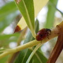 Image of ladybird beetles