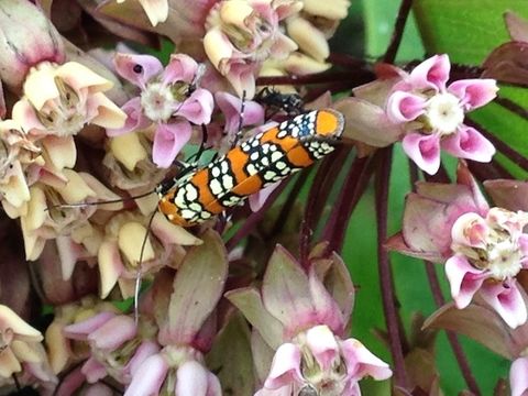 18.https www inaturalist org photos 1004157.580x360
