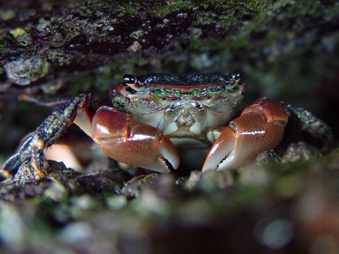 Image of striped shore crab
