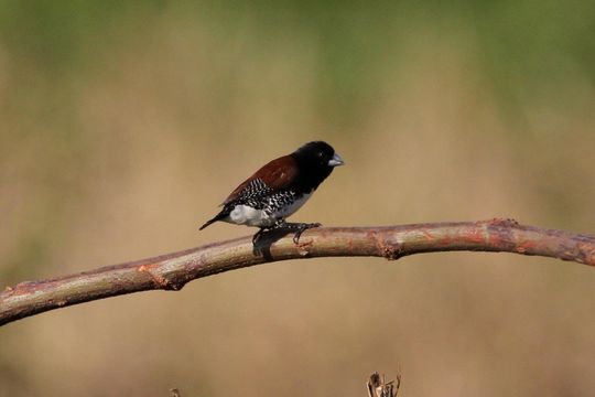 Image of Brown-backed Munia