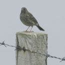 Image of Rock pipit