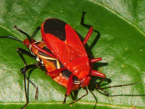 Image of <i>Antilochus coquebertii</i>