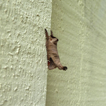 18.https www inaturalist org photos 1004797.580x360