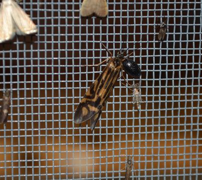18.https www inaturalist org photos 1004905.580x360