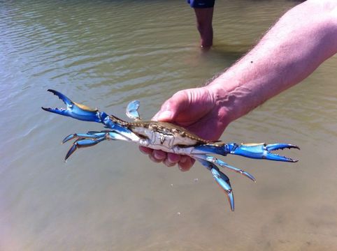 18.https www inaturalist org photos 1005178.580x360