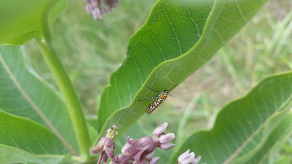18.https www inaturalist org photos 1005182.580x360