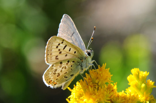 Image of Edith's Copper