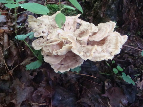 Image of <i>Meripilus sumstinei</i>