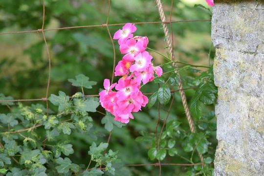 Image of <i>Rosa canina</i>