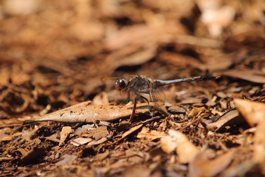 Image of Orthetrum caledonicum (Brauer 1865)