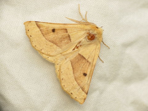 Image of scalloped oak