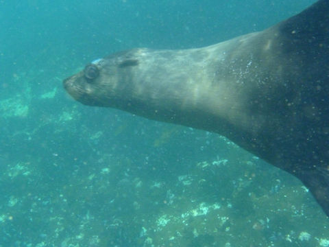 Image of Cape fur seal
