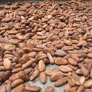 Image of <i>Theobroma cacao</i>