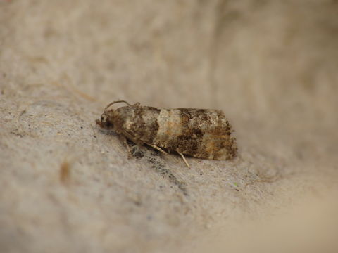 Image of <i>Piniphila bifasciana</i> Haworth 1811