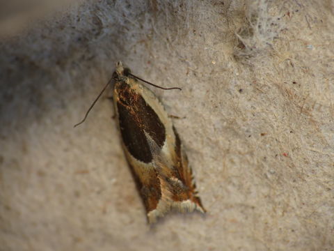 Image of <i>Ancylis badiana</i> Schiffermüller 1775