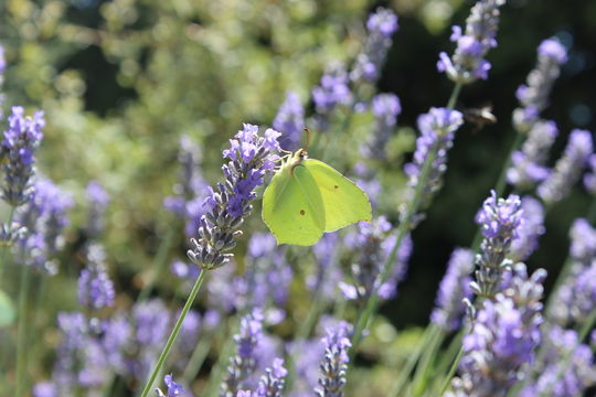 Image of brimstone