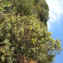 Image of <i>Dendromecon harfordii</i>