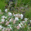 Image of <i>Silene uniflora</i>