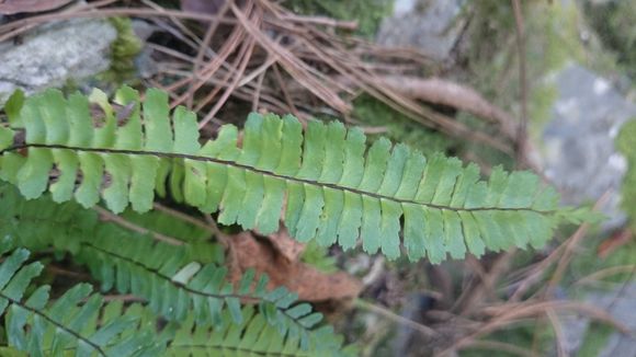 Image of <i>Asplenium monanthes</i>