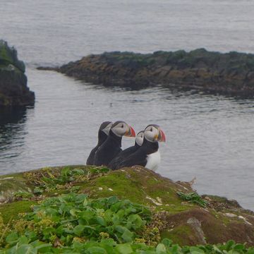 Image of Atlantic Puffin