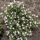 Image of <i>Houstonia wrightii</i>
