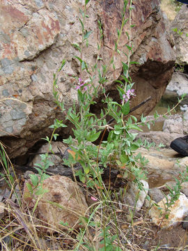 Image of <i>Clarkia unguiculata</i>