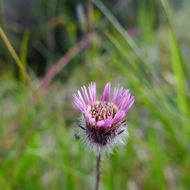 Image of <i>Erigeron humilis</i>